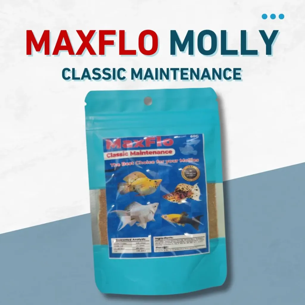 Maxflo Molly Classic Maintenance 60g