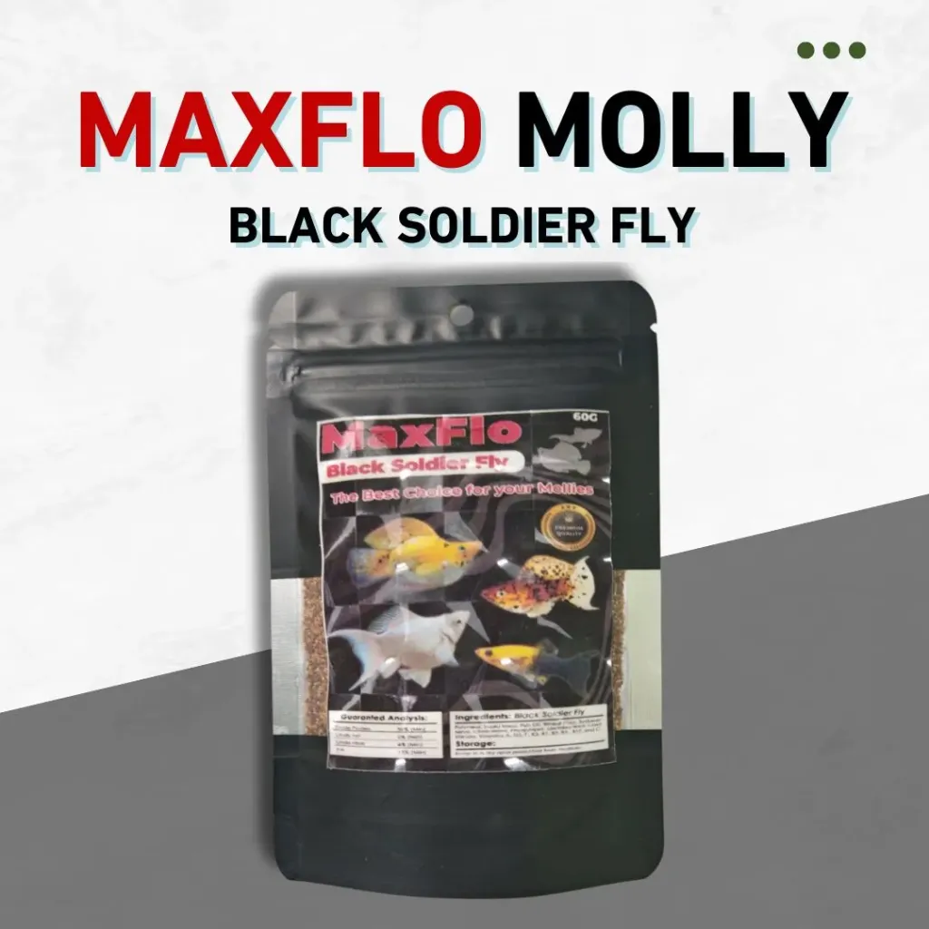 Maxflo Molly Black Soldier Fly 60g
