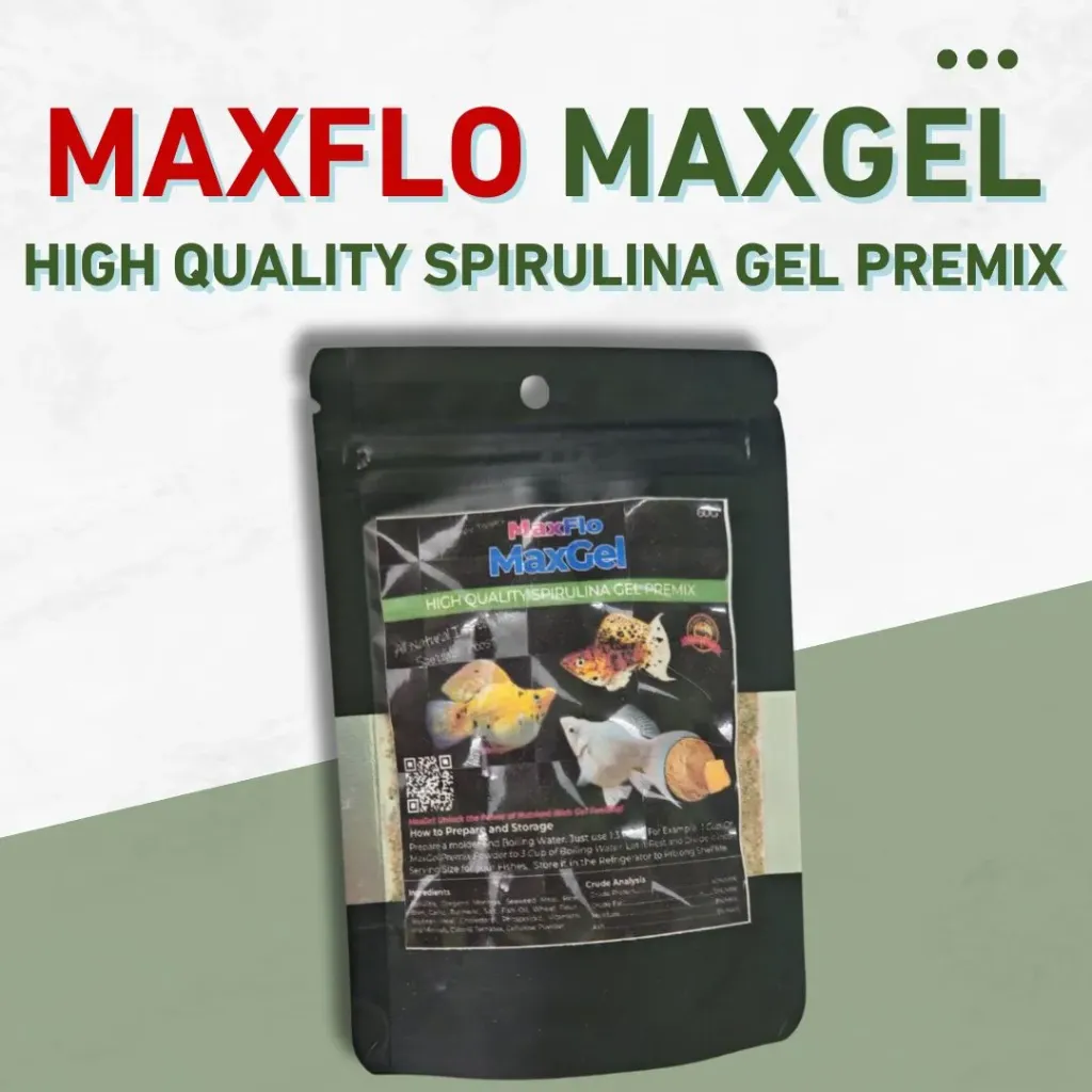 Maxgel Spirulina 60g