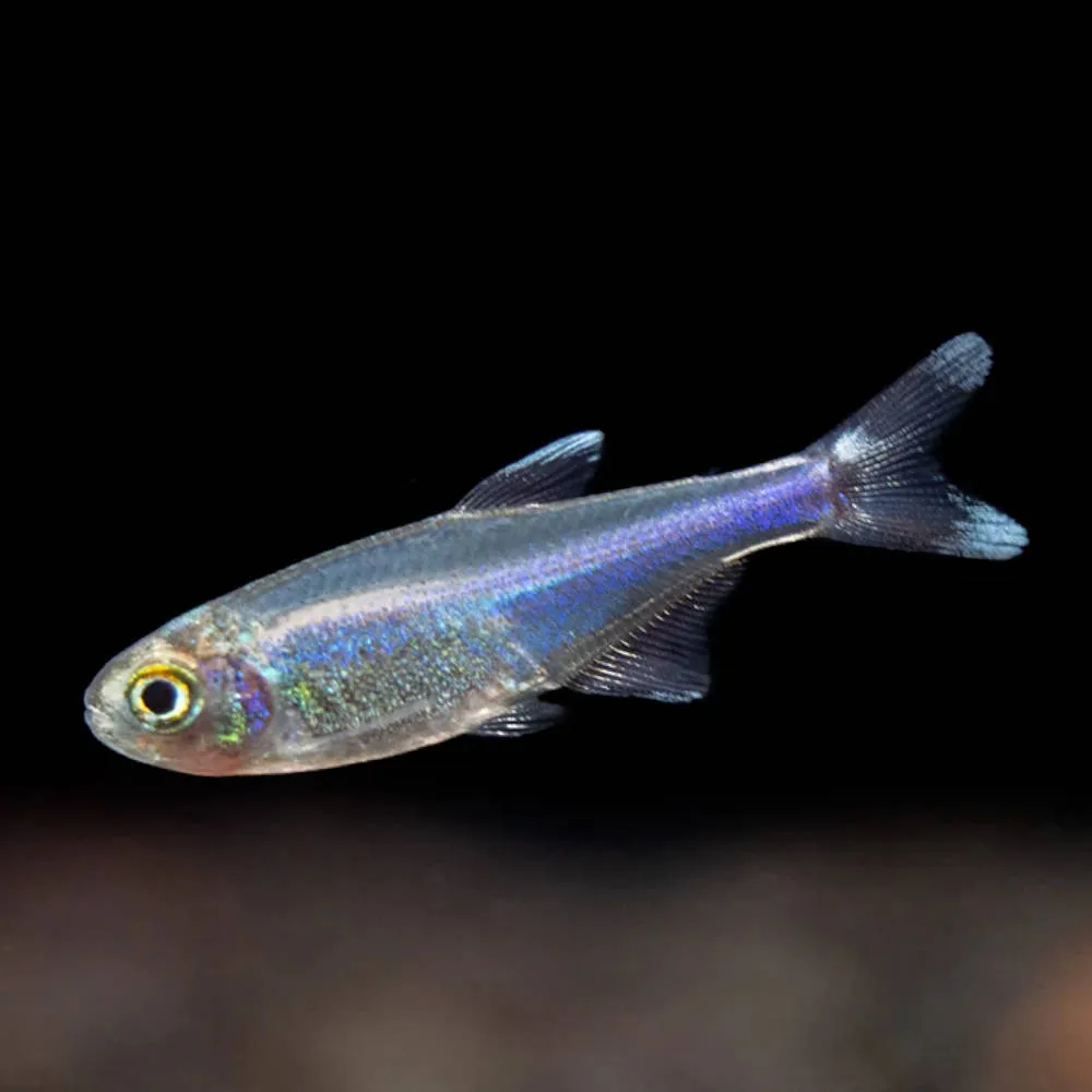 Blue King Tetra