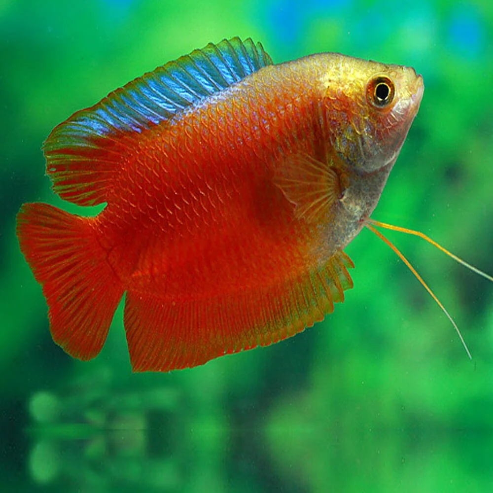 Blood Red Dwarf Gourami