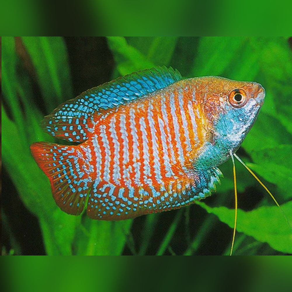 Dwarf Gourami