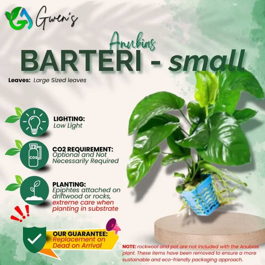 Anubias Barteri - Small (1 Clump)