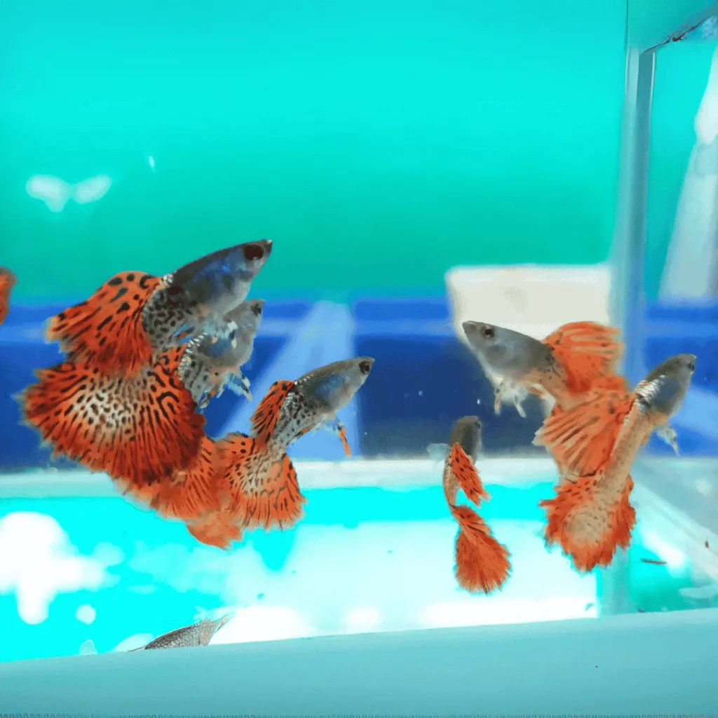 Red Lace Guppy (Male Only)