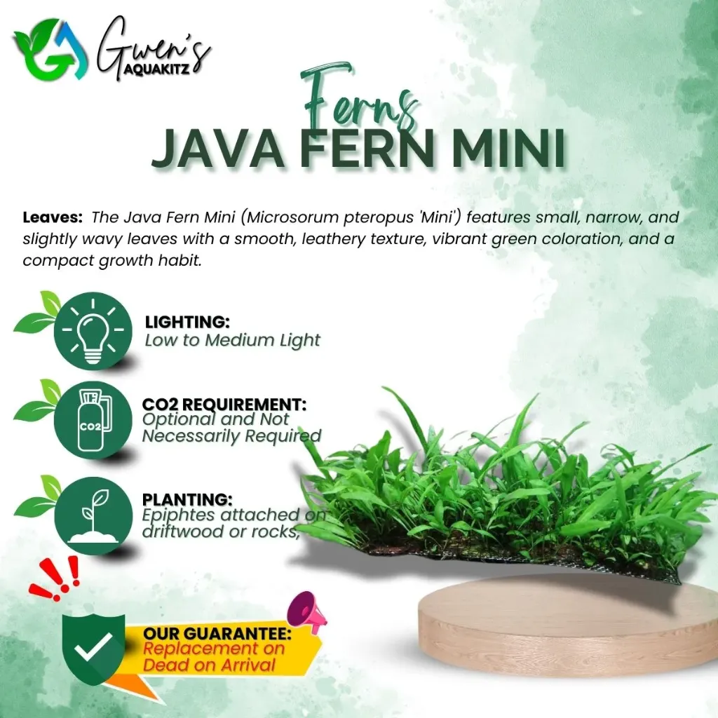 Java Fern Mini (in Dome)