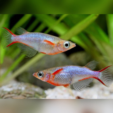 Celebes Ricefish