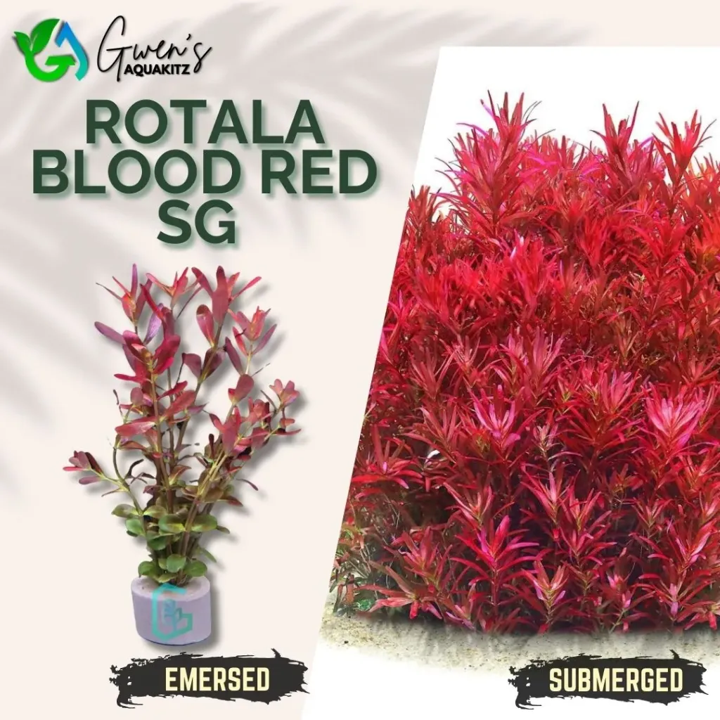 Rotala Blood Red SG - 10 Stems