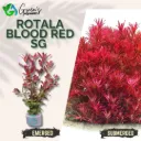 Rotala Blood Red SG - 10 Stems