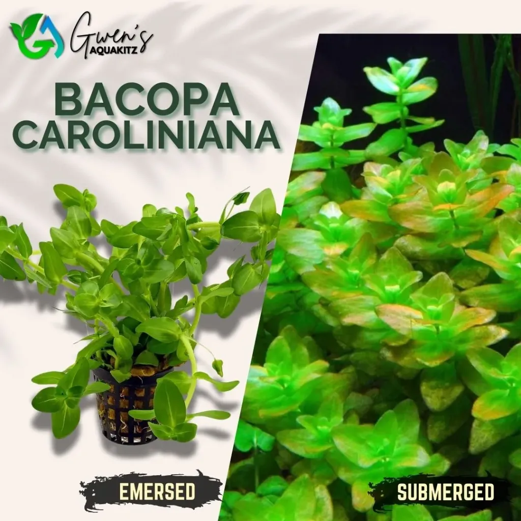 Bacopa Caroliniana - 10 Stems