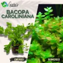 Bacopa Caroliniana - 10 Stems