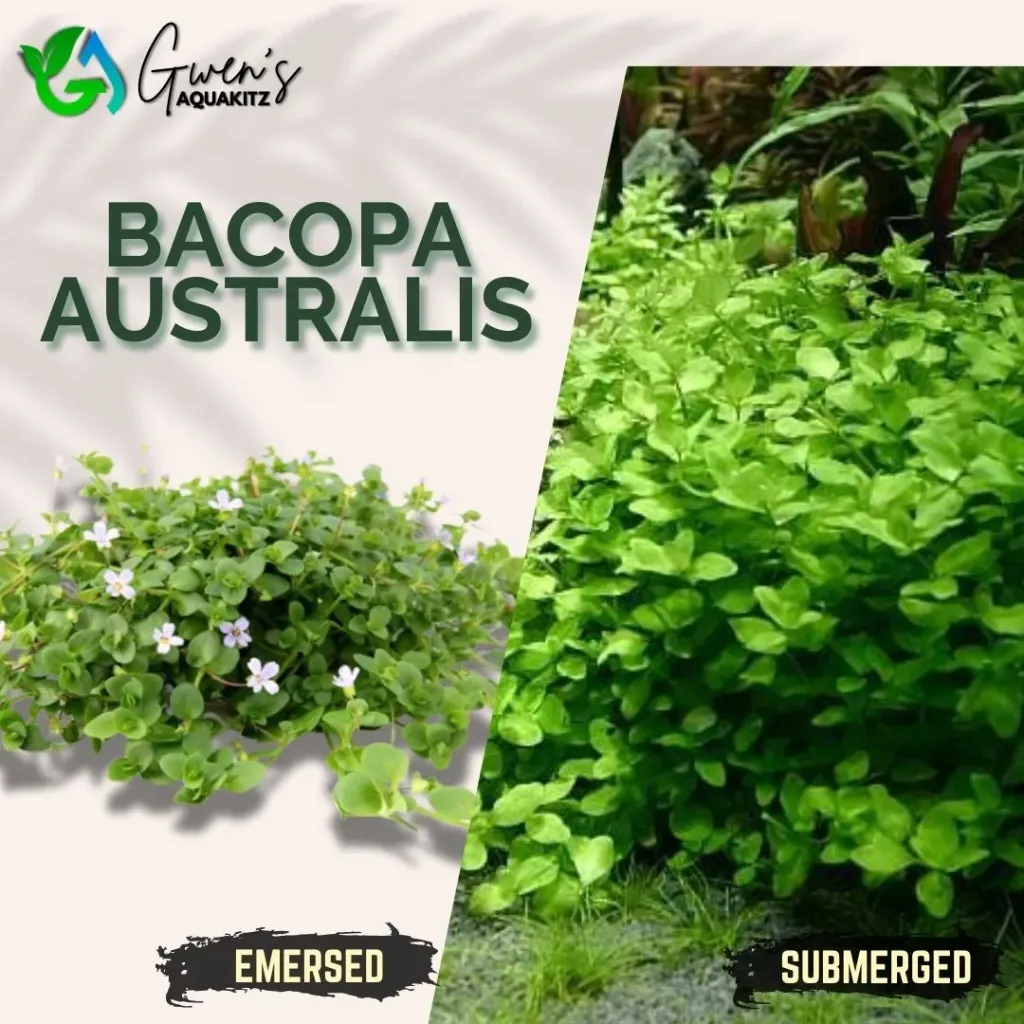 Bacopa Australis - 5 Stems