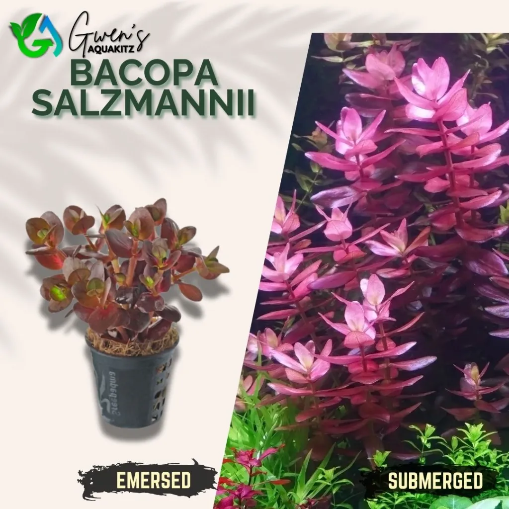 Bacopa Salzmannii - 5 Stems