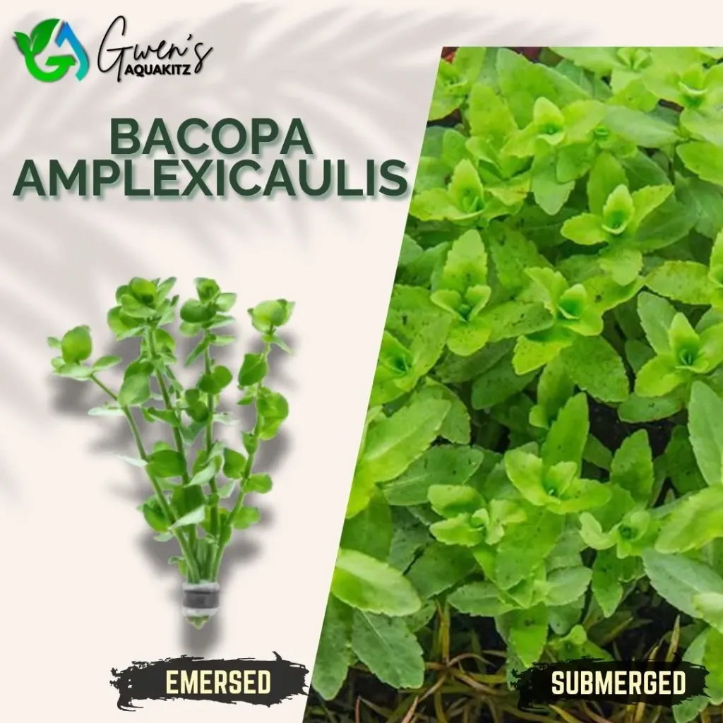 Bacopa Amplexicaulis - 10 Stems