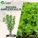 Bacopa Amplexicaulis - 10 Stems