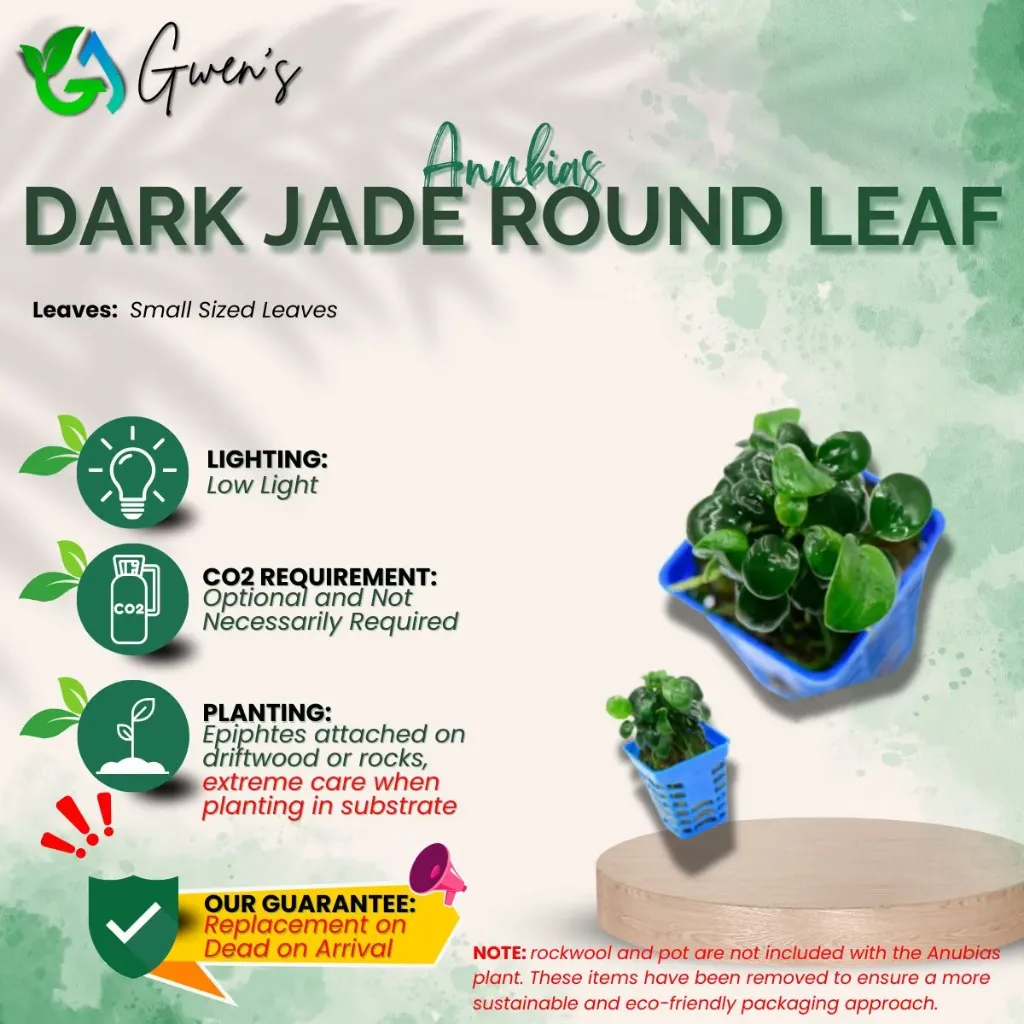 Anubias Nana Black (1 Clump)