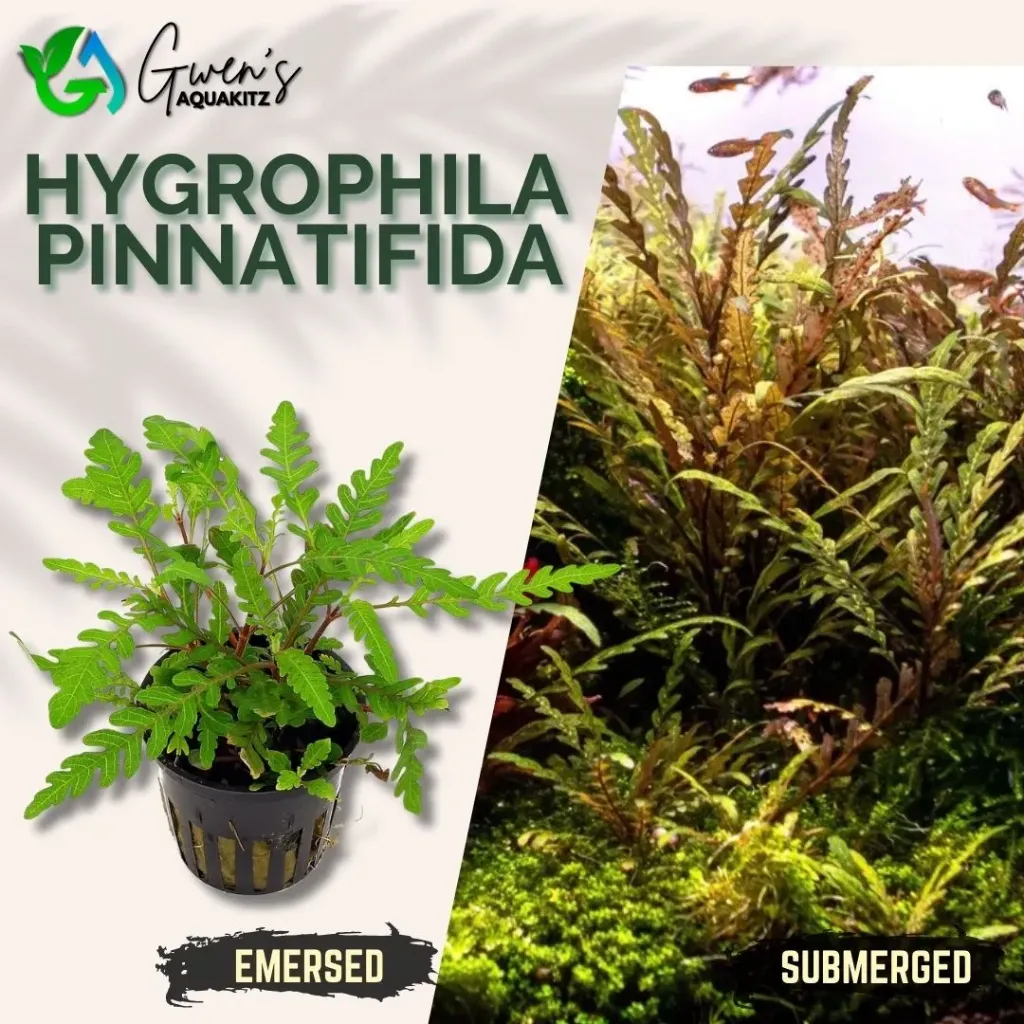 Hygrophila Pinnatifida - 2 Stems