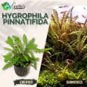 Hygrophila Pinnatifida - 2 Stems