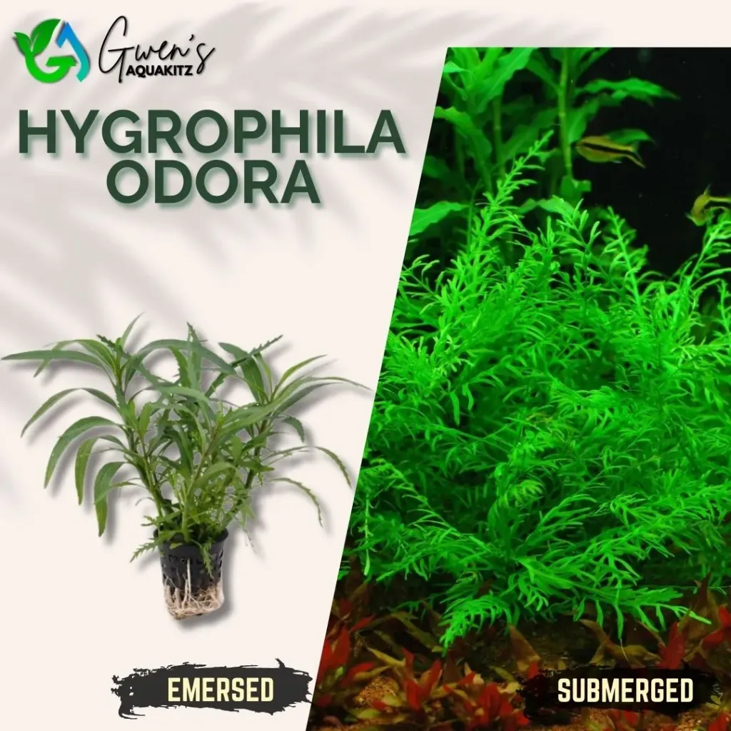 Hygrophila Odora - 2 Stems