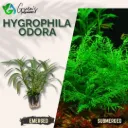 Hygrophila Odora - 2 Stems
