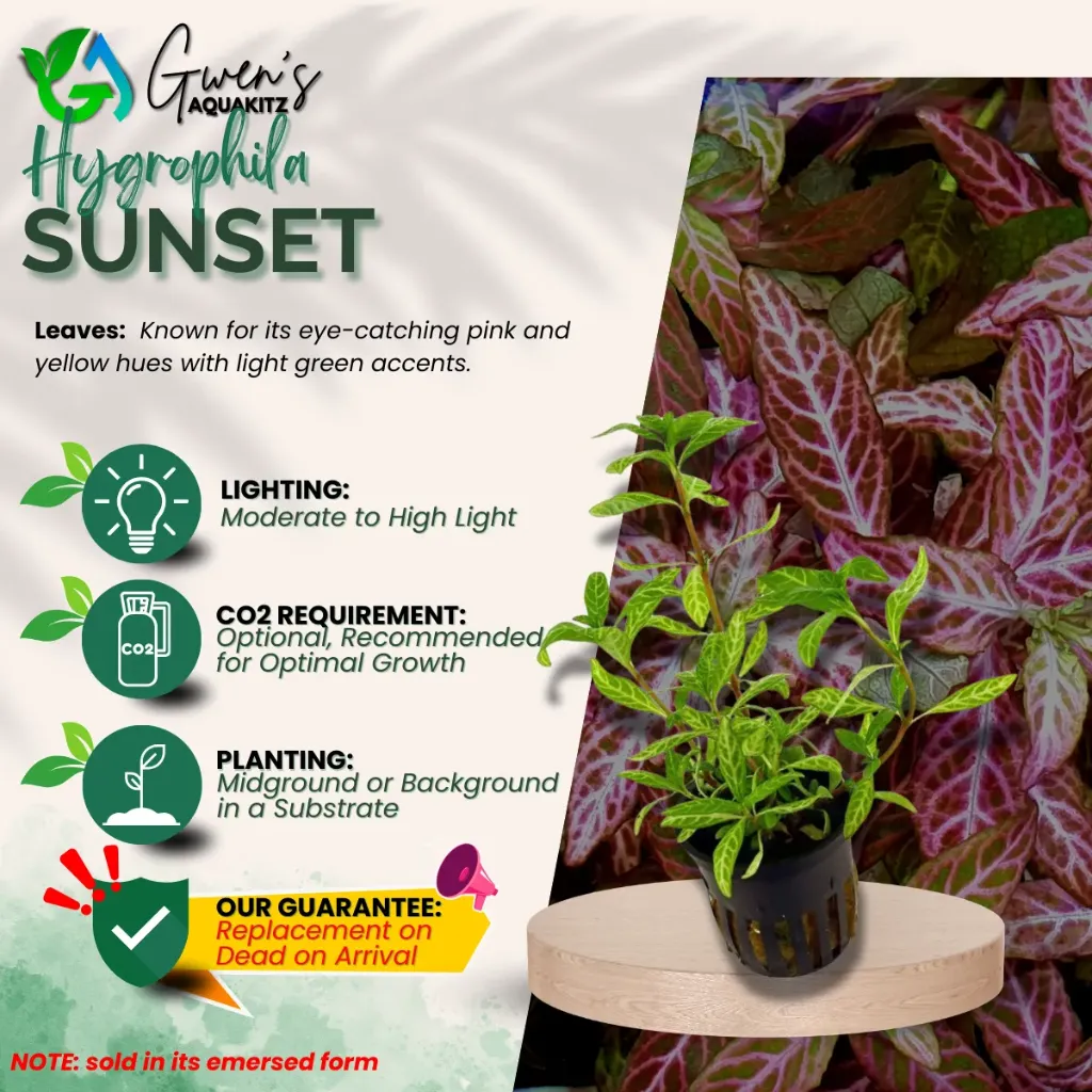 Hygrophila Sunset - 10 Stems