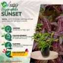 Hygrophila Sunset - 10 Stems