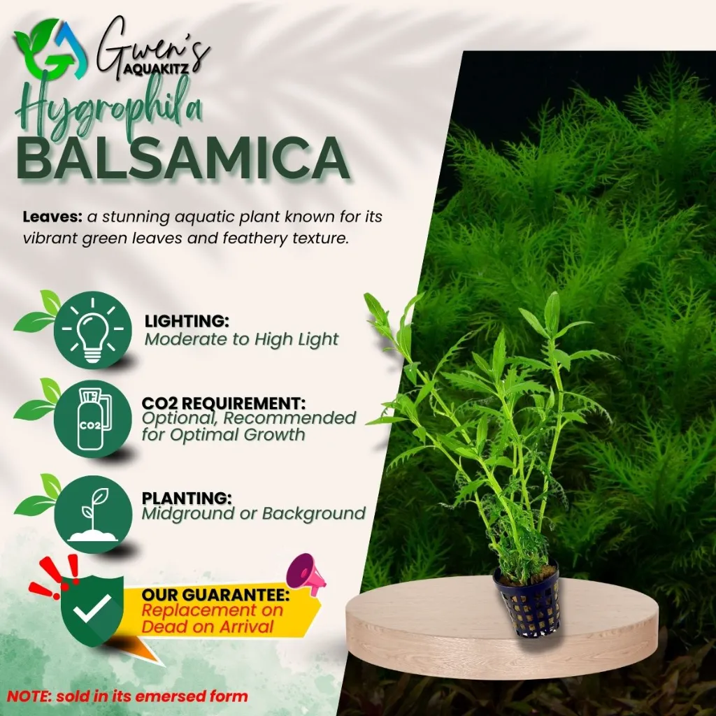Hygrophila Balsamica - 10 Stems