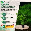Hygrophila Balsamica - 10 Stems