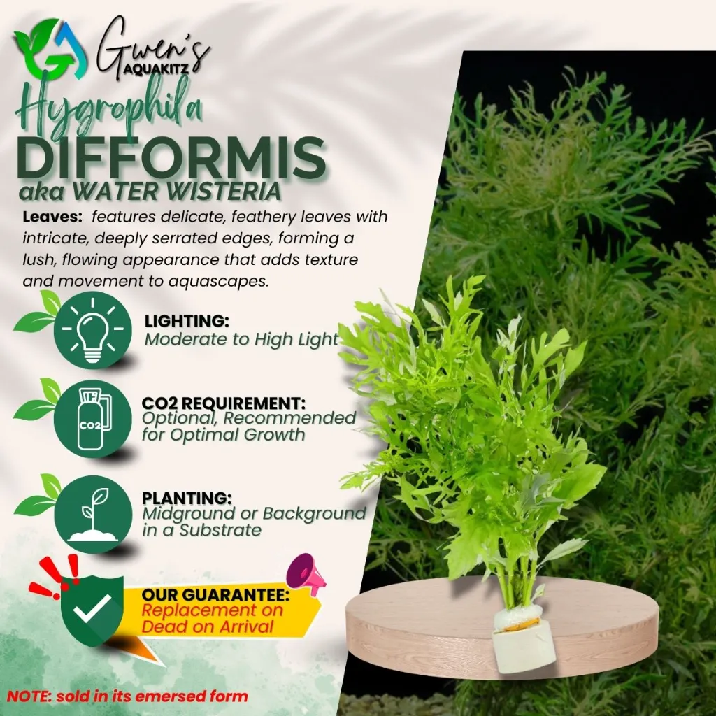 Hygrophila Difformis - 10 Stems