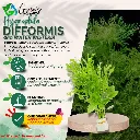 Hygrophila Difformis - 10 Stems