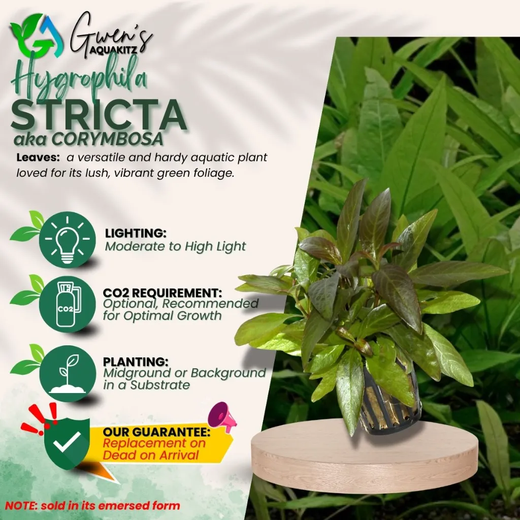 Hygrophila Stricta - 10 Stems