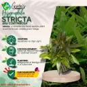 Hygrophila Stricta - 10 Stems