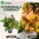 Hygrophila Compact - 5 Stems