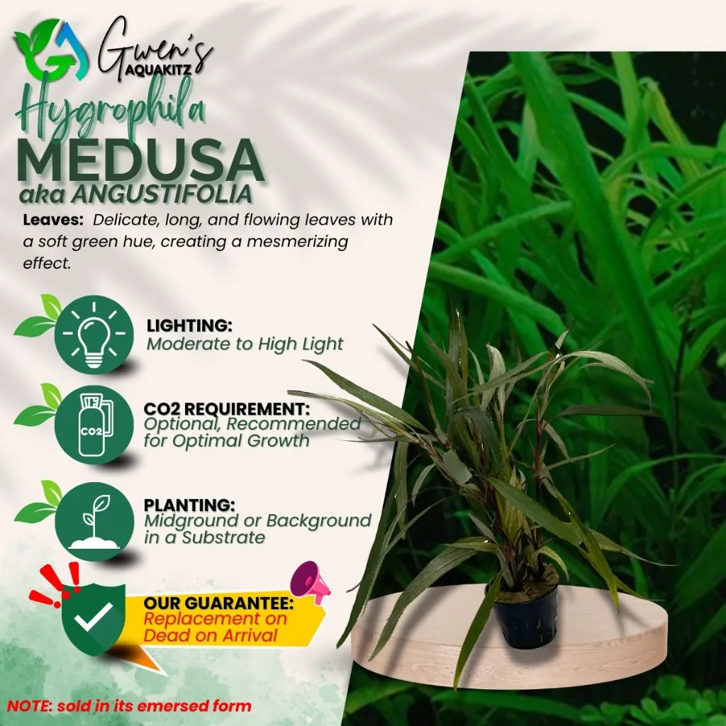 Hygrophila Medusa - 10 Stems