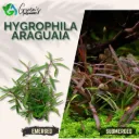 Hygrophila Araguaia - 10 Stems