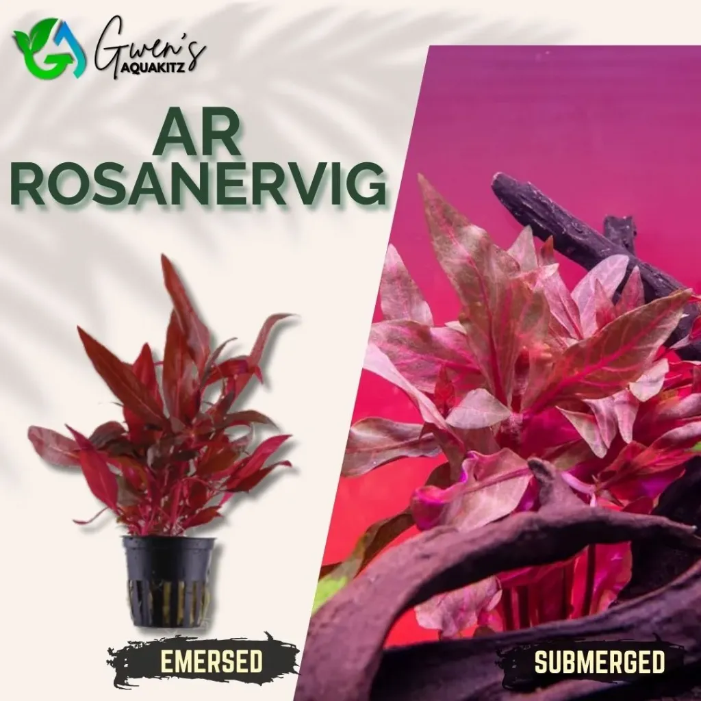 AR 'Rosanervig' - 5 Stems