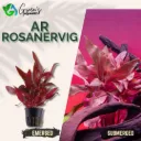 AR 'Rosanervig' - 5 Stems