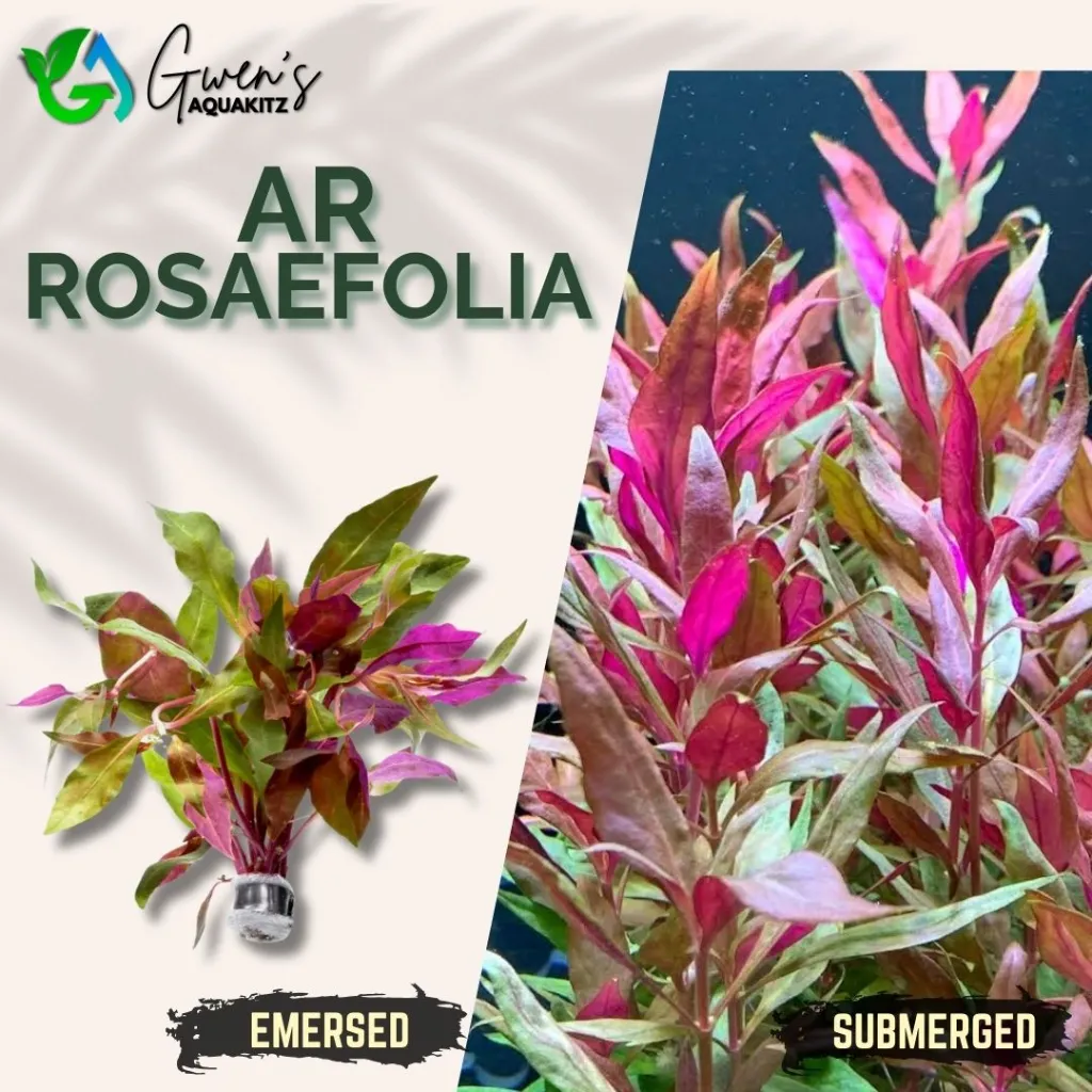 AR 'Rosaefolia' - 5 Stems