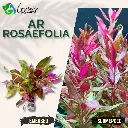 AR 'Rosaefolia' - 5 Stems