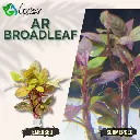 AR 'Broadleaf' - 5 Stems