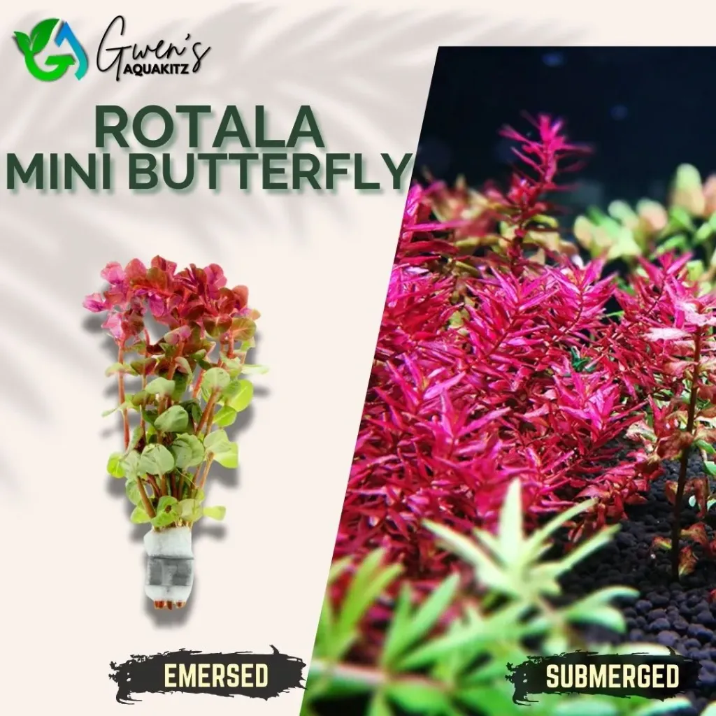 Rotala 'Mini Butterfly' - 5 Stems