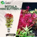 Rotala 'Mini Butterfly' - 5 Stems