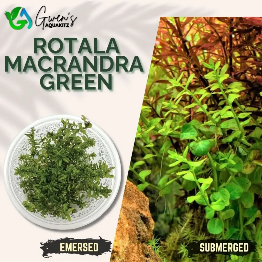 Rotala Macranda 'Green'- 5 Stems