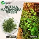 Rotala Macranda 'Green'- 5 Stems