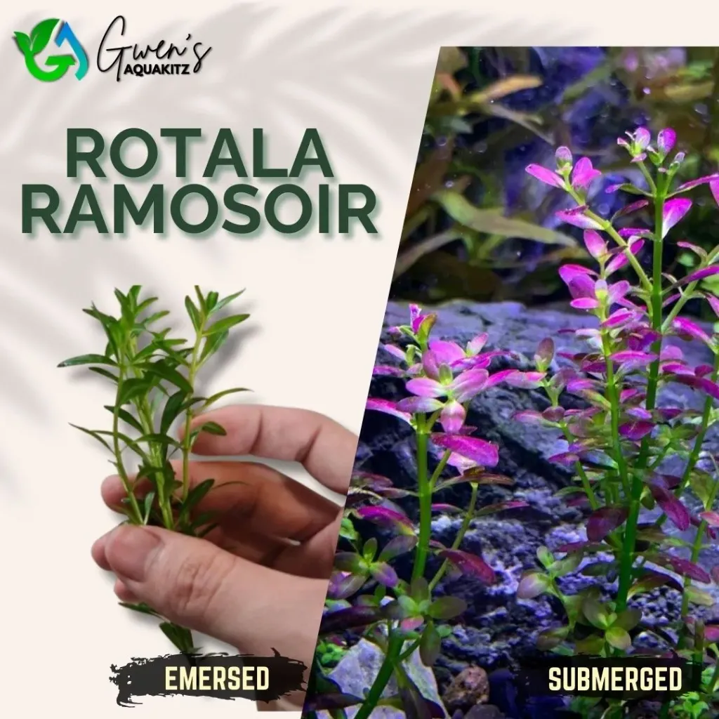 Rotala Ramosoir - 5 Stems
