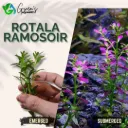 Rotala Ramosoir - 5 Stems