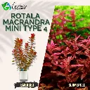 Rotala Macranda 'Mini Type 4' - 5 Stems