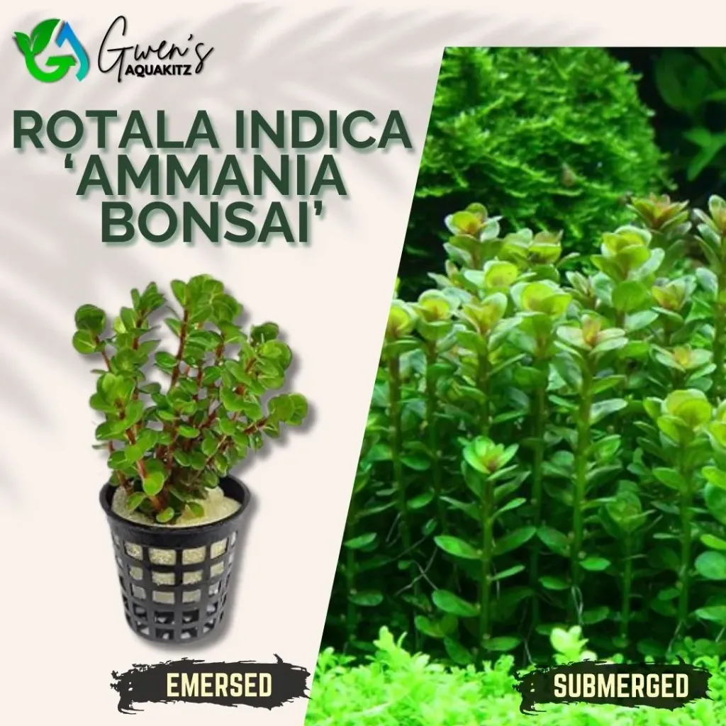 Rotala Ammania 'Bonsai' - 5 Stems