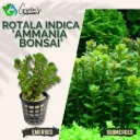 Rotala Ammania 'Bonsai' - 5 Stems