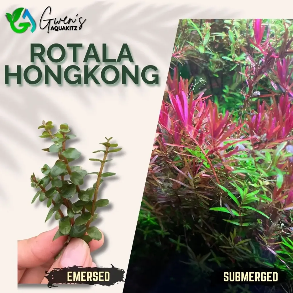 Rotala Hongkong - 10 Stems