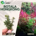 Rotala Hongkong - 10 Stems